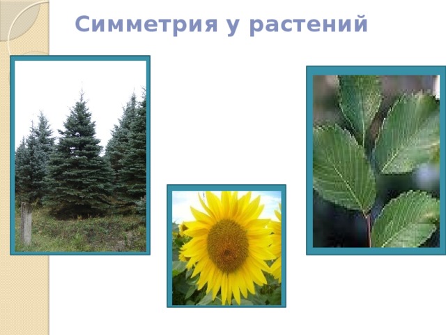 Симметрия у растений 