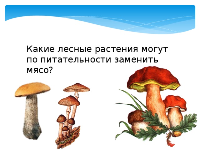 Какие лесные растения могут по питательности заменить мясо? 