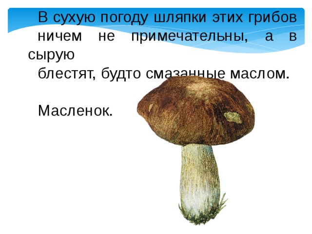 В сухую погоду шляпки этих грибов ничем не примечательны, а в сырую блестят, будто смазанные маслом. Масленок. 