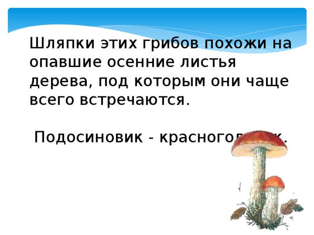 Шляпки этих грибов похожи на опавшие осенние листья дерева, под которым они чаще всего встречаются. Подосиновик - красноголовик. 
