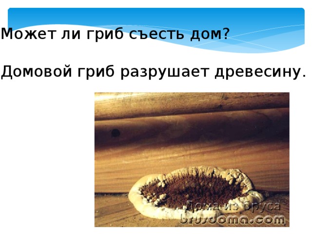 Может ли гриб съесть дом? Домовой гриб разрушает древесину. 