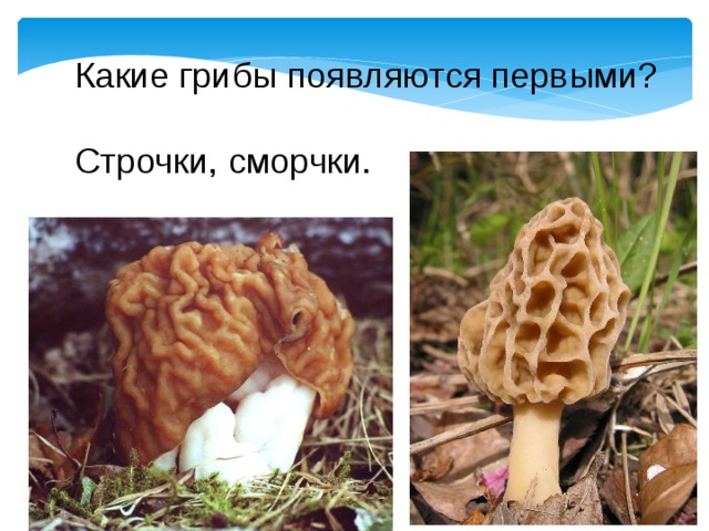 Какие грибы появляются первыми? Строчки, сморчки. 