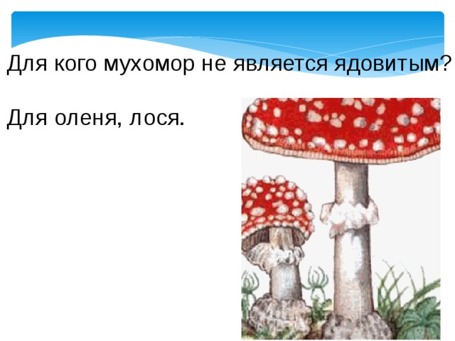 Для кого мухомор не является ядовитым? Для оленя, лося. 