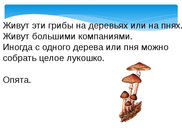 Живут эти грибы на деревьях или на пнях. Живут большими компаниями. Иногда с одного дерева или пня можно собрать целое лукошко. Опята. 