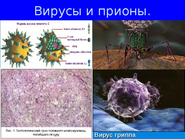 Вирусы и прионы. Вирус гриппа 