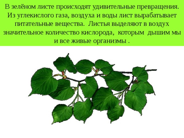 В зелёном листе происходят удивительные превращения. Из углекислого газа , воздуха и воды лист вырабатывает питательные вещества. Листья выделяют в воздух значительное количество кислорода , которым дышим мы и все живые организмы . 