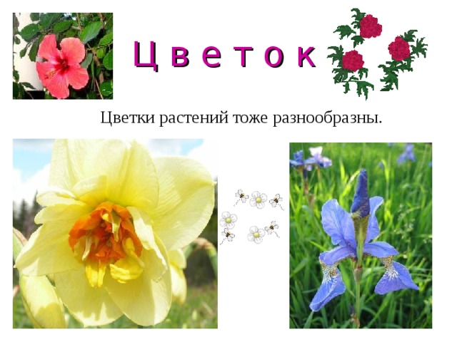  Ц в е т о к Цветки растений тоже разнообразны. 