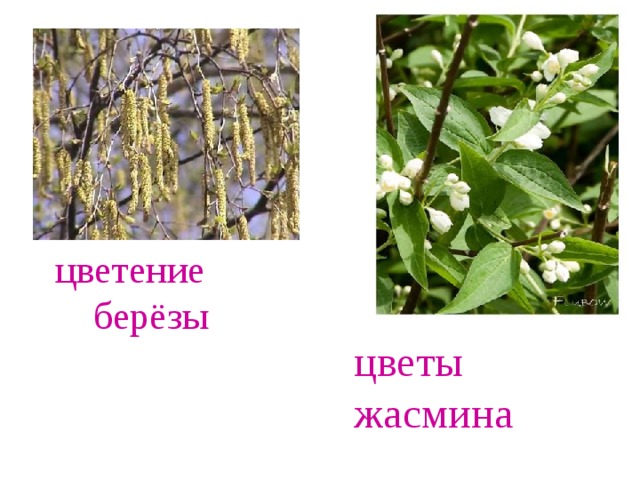 цветение  берёзы цветы  жасмина 