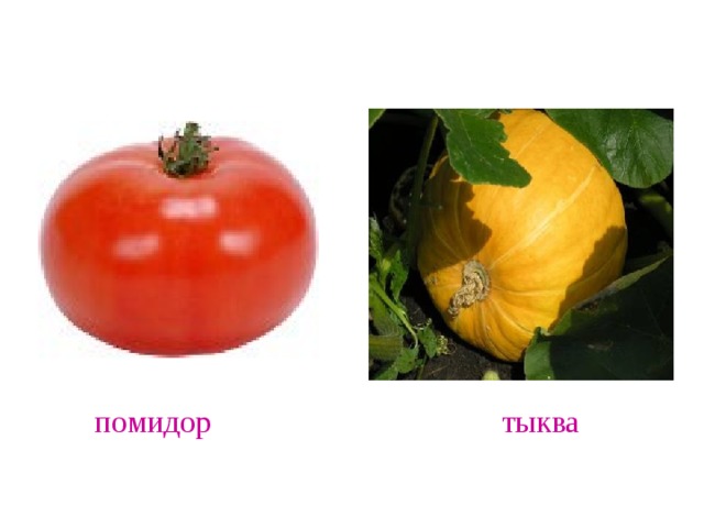  помидор тыква 
