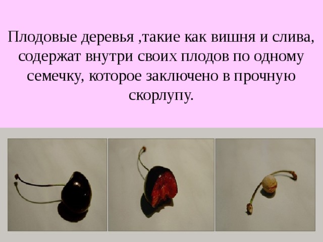 Плодовые деревья ,такие как вишня и слива, содержат внутри своих плодов по одному семечку, которое заключено в прочную скорлупу. 