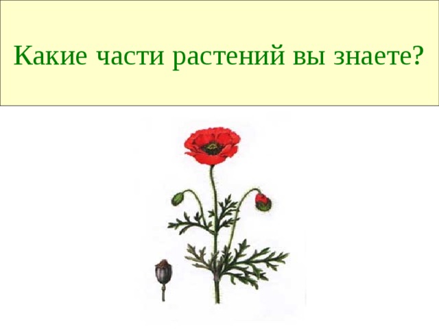 Какие части растений вы знаете? 