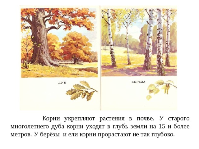  Корни укрепляют растения в почве. У старого многолетнего дуба корни уходят в глубь земли на 15 и более метров. У берёзы и ели корни прорастают не так глубоко. 