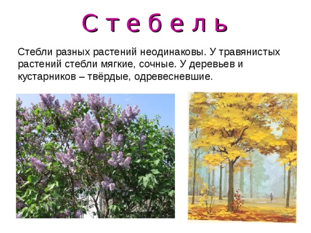 С т е б е л ь  Стебли разных растений неодинаковы. У травянистых растений стебли мягкие, сочные. У деревьев и кустарников – твёрдые , одревесневшие. 