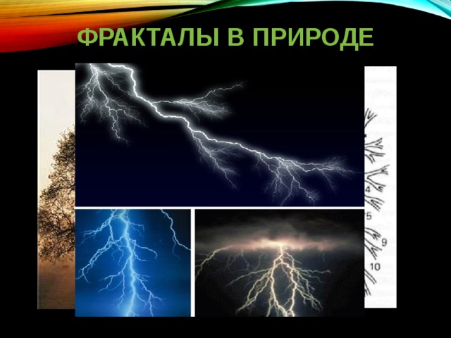 ФРАКТАЛЫ В ПРИРОДЕ В природе фракталы мы можем наблюдать в тех случаях, когда посмотрим на: Бронхиальное дерево  Сеть кровеносных сосудов Деревья Молния  