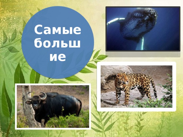 Самые большие 