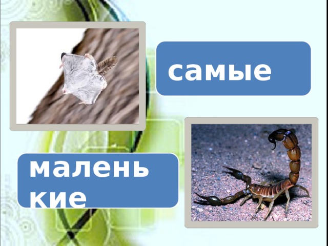 самые маленькие 