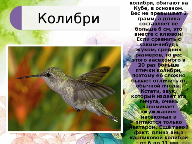 Помидор колибри фото описание