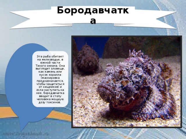 Бородавчатка Эта рыба обитает на мелководье, в южной части Тихого океана. Она выглядит зловеще, как камень или кусок коралла (маскировка предназначается, чтобы защититься от хищников) и если наступить на нее, бородавчатка вводит в стопу человека мощную дозу токсинов. 