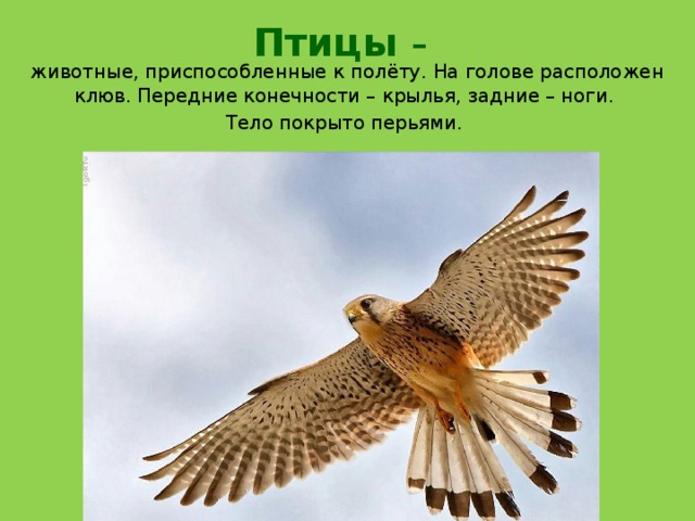 Птицы –    животные, приспособленные к полёту. На голове расположен клюв. Передние конечности – крылья, задние – ноги.  Тело покрыто перьями. 