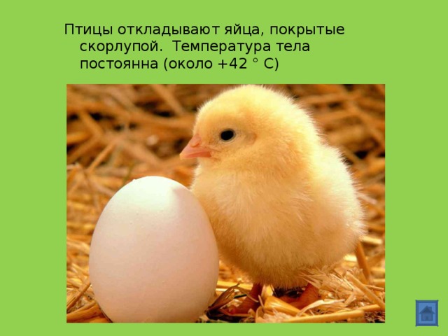 Птицы откладывают яйца, покрытые скорлупой. Температура тела постоянна (около +42 ° С) 
