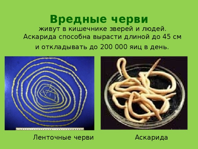 Вредные черви живут в кишечнике зверей и людей. Аскарида способна вырасти длиной до 45 см и откладывать до 200 000 яиц в день.   Ленточные черви Аскарида 