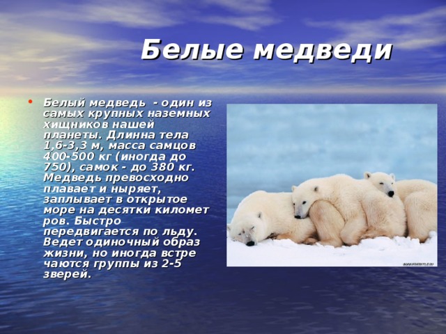 Белый медведь живет на крайнем севере за полярным кругом план текста ответы