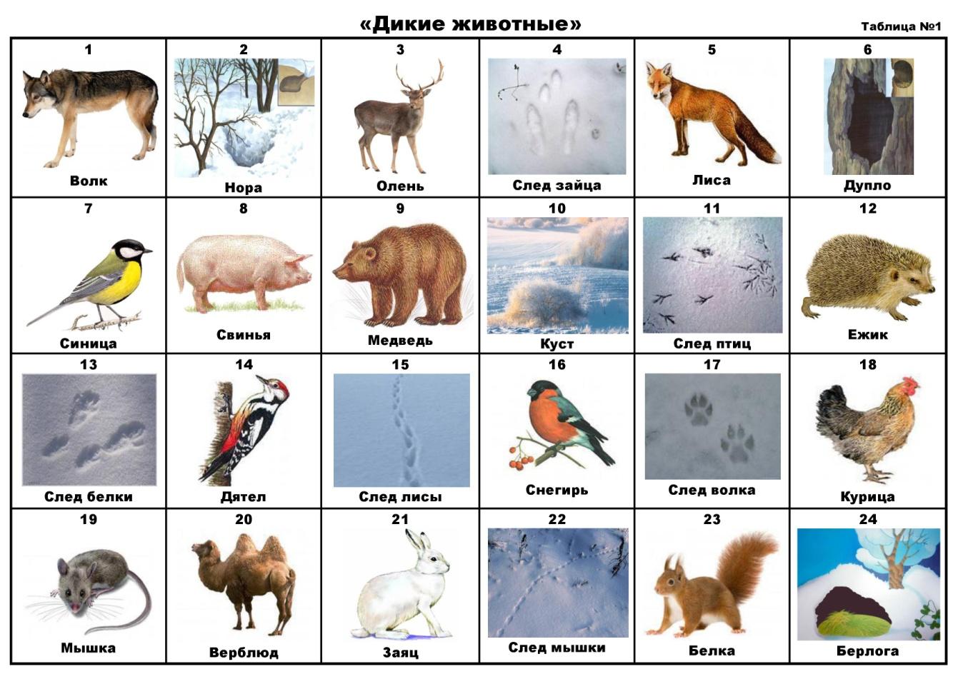 Дикие животные картинки для детей с названиями