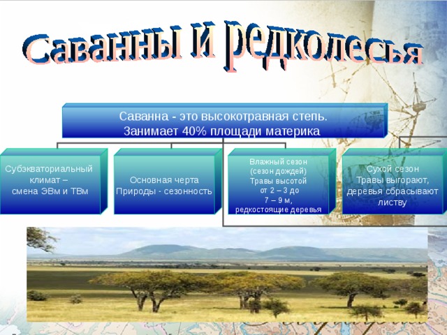 Саванна - это высокотравная степь. Занимает 40% площади материка Субэкваториальный климат – смена ЭВм и ТВм Основная черта Природы - сезонность Влажный сезон (сезон дождей) Травы высотой  от 2 – 3 до 7 – 9 м, редкостоящие деревья Сухой сезон Травы выгорают, деревья сбрасывают листву 