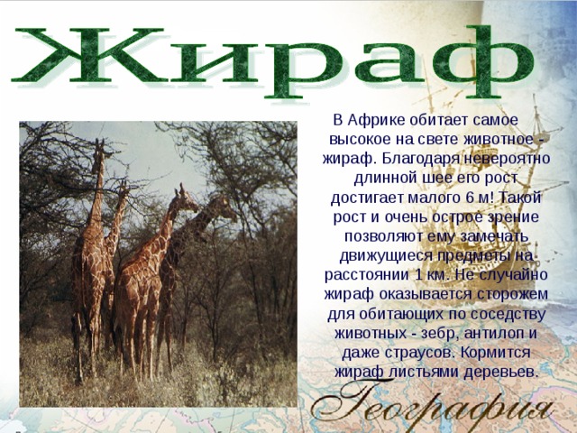 В Африке обитает самое высокое на свете животное - жираф. Благодаря невероятно длинной шее его рост достигает малого 6 м! Такой рост и очень острое зрение позволяют ему замечать движущиеся предметы на расстоянии 1 км. Не случайно жираф оказывается сторожем для обитающих по соседству животных - зебр, антилоп и даже страусов. Кормится жираф листьями деревьев. 