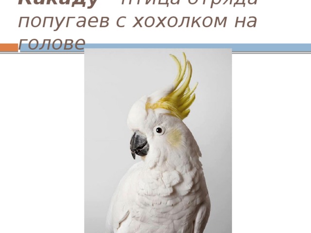 Род какаду в русском. Попугай с хохолком на голове Какаду. Мемы с Какаду. Белый попугай с хохолком. Попугай с хохолком рисунок.