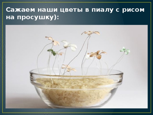 Сажаем наши цветы в пиалу с рисом на просушку): 