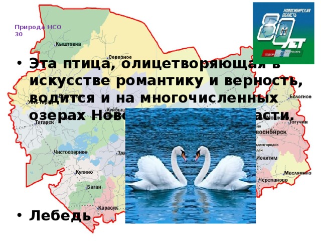   Природа НСО  30     Эта птица, олицетворяющая в искусстве романтику и верность, водится и на многочисленных озерах Новосибирской области.     Лебедь 
