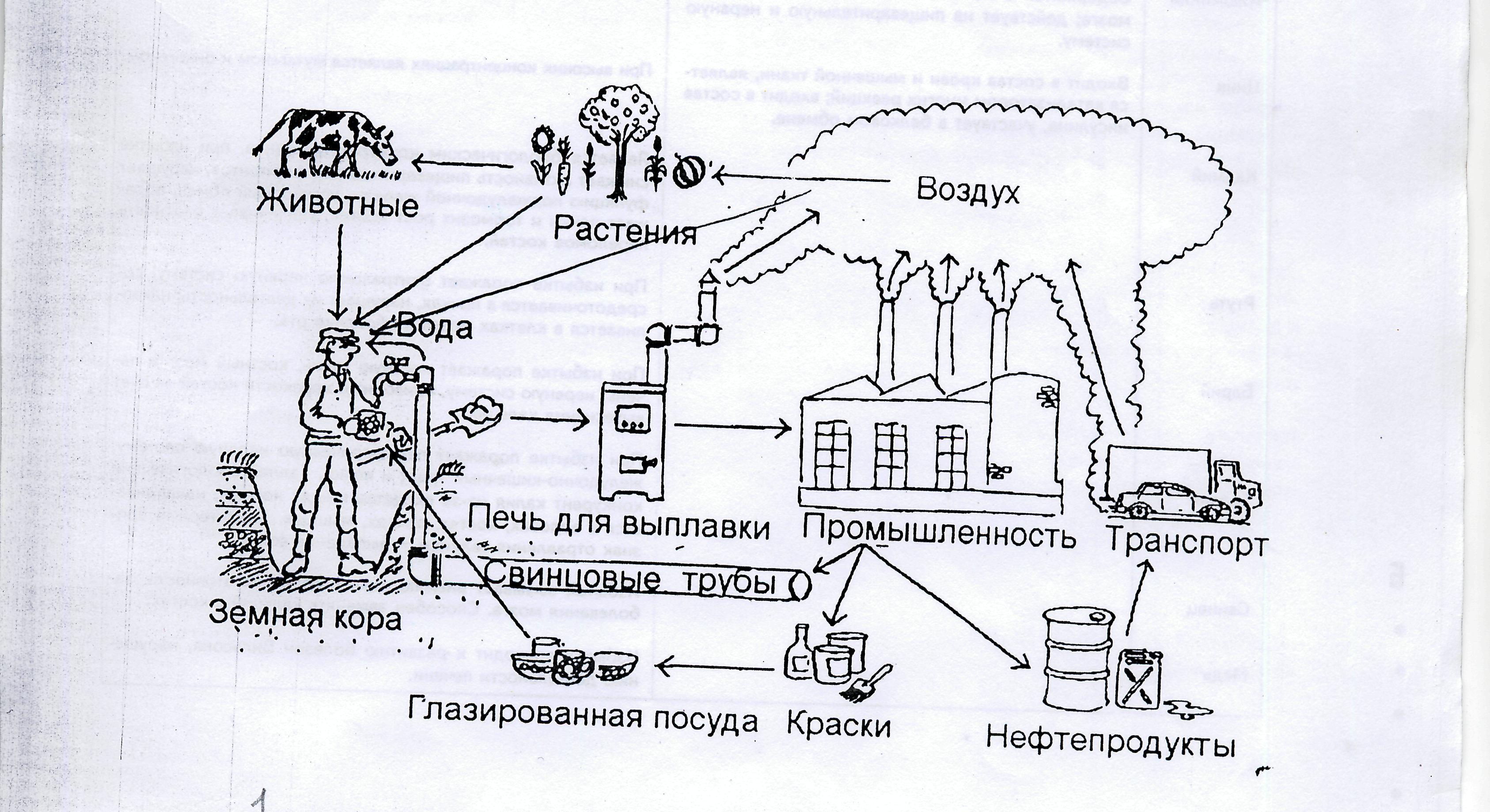 Роль химических элементов в жизни человека проект