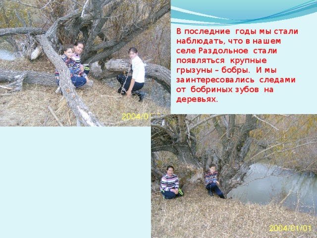 В последние годы мы стали наблюдать, что в нашем селе Раздольное стали появляться крупные грызуны – бобры. И мы заинтересовались следами от бобриных зубов на деревьях. 