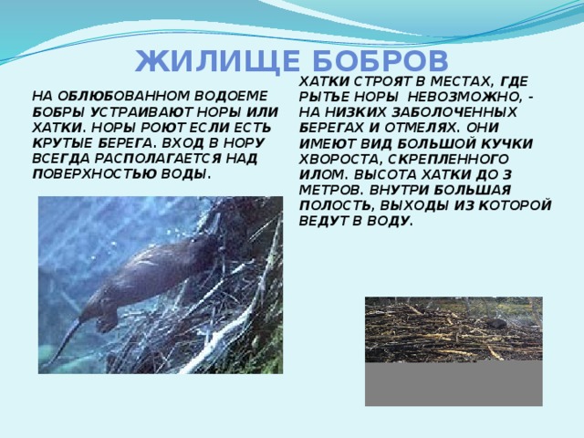 ЖИЛИЩЕ БОБРОВ НА ОБЛЮБОВАННОМ ВОДОЕМЕ БОБРЫ УСТРАИВАЮТ НОРЫ ИЛИ ХАТКИ. НОРЫ РОЮТ ЕСЛИ ЕСТЬ КРУТЫЕ БЕРЕГА. ВХОД В НОРУ ВСЕГДА РАСПОЛАГАЕТСЯ НАД ПОВЕРХНОСТЬЮ ВОДЫ. ХАТКИ СТРОЯТ В МЕСТАХ, ГДЕ РЫТЬЕ НОРЫ НЕВОЗМОЖНО, - НА НИЗКИХ ЗАБОЛОЧЕННЫХ БЕРЕГАХ И ОТМЕЛЯХ. ОНИ ИМЕЮТ ВИД БОЛЬШОЙ КУЧКИ ХВОРОСТА, СКРЕПЛЕННОГО ИЛОМ. ВЫСОТА ХАТКИ ДО З МЕТРОВ. ВНУТРИ БОЛЬШАЯ ПОЛОСТЬ, ВЫХОДЫ ИЗ КОТОРОЙ ВЕДУТ В ВОДУ .   