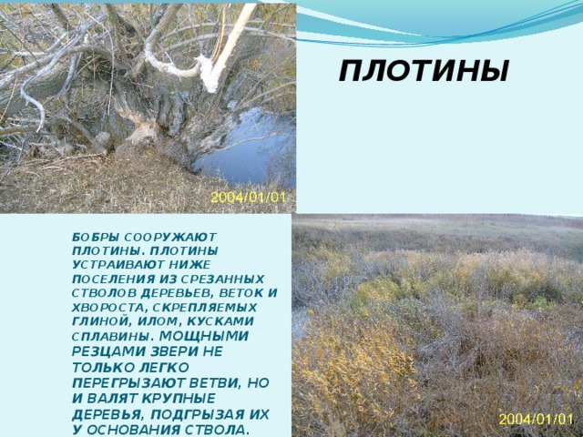 ПЛОТИНЫ БОБРЫ СООРУЖАЮТ ПЛОТИНЫ. ПЛОТИНЫ УСТРАИВАЮТ НИЖЕ ПОСЕЛЕНИЯ ИЗ СРЕЗАННЫХ СТВОЛОВ ДЕРЕВЬЕВ, ВЕТОК И ХВОРОСТА, СКРЕПЛЯЕМЫХ ГЛИНОЙ, ИЛОМ, КУСКАМИ СПЛАВИНЫ . МОЩНЫМИ РЕЗЦАМИ ЗВЕРИ НЕ ТОЛЬКО ЛЕГКО ПЕРЕГРЫЗАЮТ ВЕТВИ, НО И ВАЛЯТ КРУПНЫЕ ДЕРЕВЬЯ, ПОДГРЫЗАЯ ИХ У ОСНОВАНИЯ СТВОЛА. 