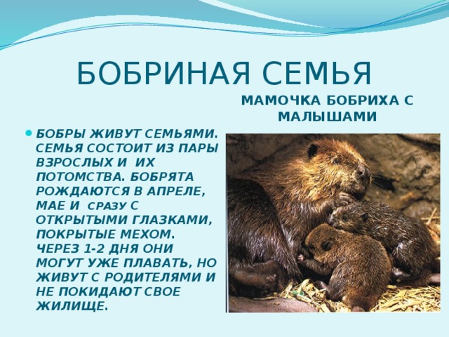 БОБРИНАЯ СЕМЬЯ МАМОЧКА БОБРИХА С МАЛЫШАМИ БОБРЫ ЖИВУТ СЕМЬЯМИ. СЕМЬЯ СОСТОИТ ИЗ ПАРЫ ВЗРОСЛЫХ И ИХ ПОТОМСТВА. БОБРЯТА РОЖДАЮТСЯ В АПРЕЛЕ, МАЕ И  СРАЗУ С ОТКРЫТЫМИ ГЛАЗКАМИ, ПОКРЫТЫЕ МЕХОМ. ЧЕРЕЗ 1-2 ДНЯ ОНИ МОГУТ УЖЕ ПЛАВАТЬ, НО ЖИВУТ С РОДИТЕЛЯМИ И НЕ ПОКИДАЮТ СВОЕ ЖИЛИЩЕ. 