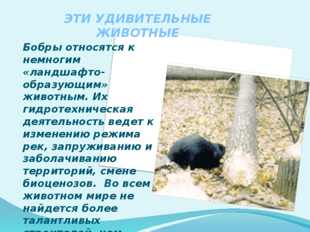ЭТИ УДИВИТЕЛЬНЫЕ ЖИВОТНЫЕ Бобры относятся к немногим «ландшафто-образующим» животным. Их гидротехническая деятельность ведет к изменению режима рек, запруживанию и заболачиванию территорий, смене биоценозов. Во всем животном мире не найдется более талантливых строителей, чем бобры. 