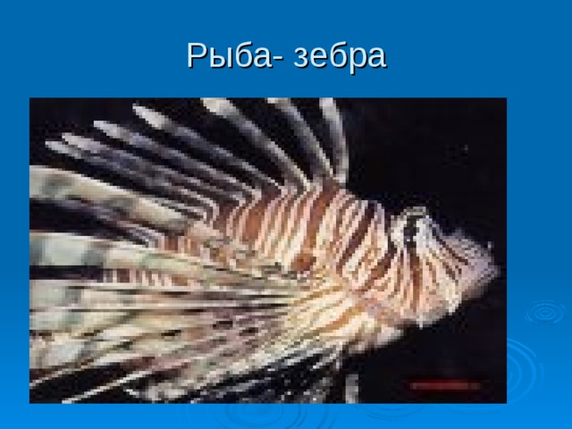 Рыба- зебра 