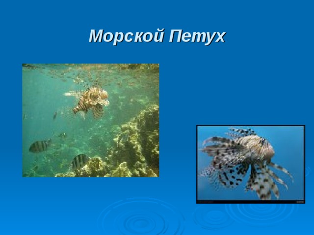  Морской Петух 