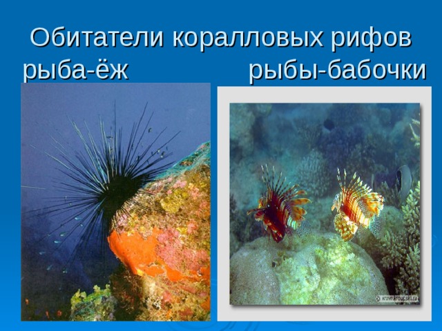 Обитатели коралловых рифов  рыба-ёж рыбы-бабочки 