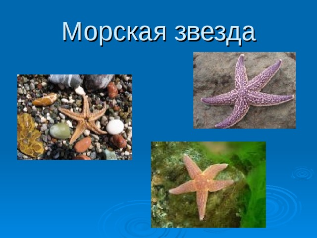 Морская звезда 