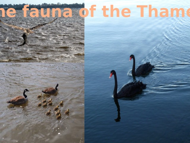The fauna of the Thames