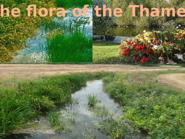 The flora of the Thames