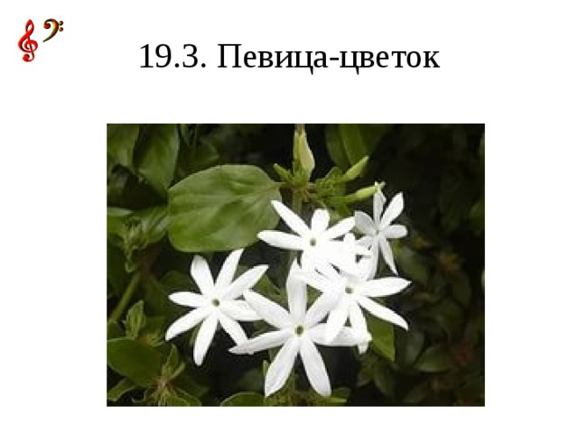 19.3. Певица-цветок
