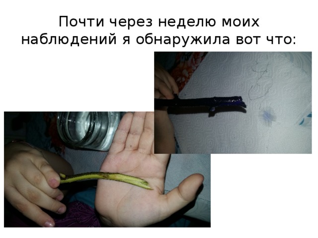 Почти через неделю моих наблюдений я обнаружила вот что: 