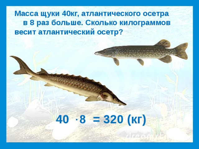 Масса щуки 40кг, атлантического осетра в 8 раз больше. Сколько килограммов весит атлантический осетр? Максимальная масса животного ∙ 40 8 = 320 (кг)  21