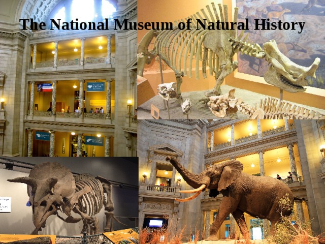 The National Museum of Natural History 