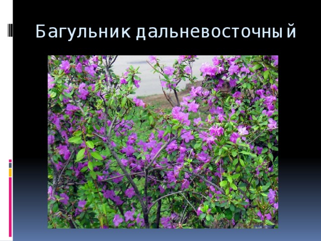 Багульник дальневосточный 