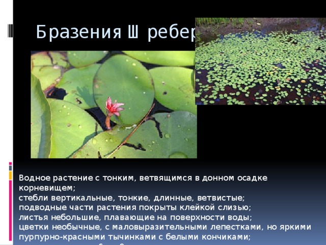 Бразения Шребера Водное растение с тонким, ветвящимся в донном осадке корневищем; стебли вертикальные, тонкие, длинные, ветвистые; подводные части растения покрыты клейкой слизью; листья небольшие, плавающие на поверхности воды; цветки необычные, с маловыразительными лепестками, но яркими пурпурно-красными тычинками с белыми кончиками; цветки открыты с 6 до 9 ч утра, затем погружаются в воду, раскрываясь снова на следующее утро 